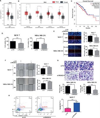 PKM2–c-Myc–Survivin Cascade Regulates the Cell Proliferation, Migration, and Tamoxifen Resistance in Breast Cancer